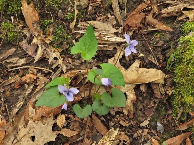 Sand Violet photo 6