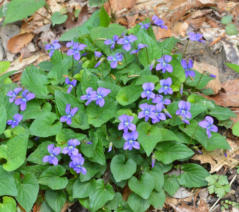 Sand Violet photo 7