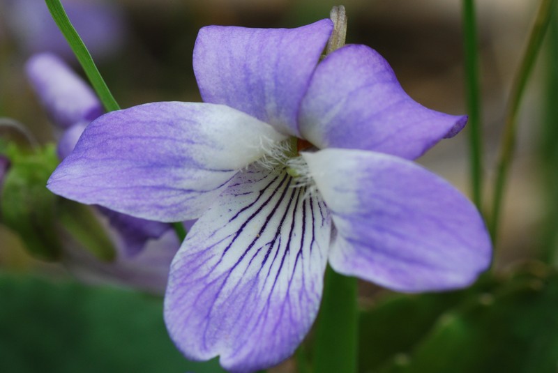 Sand Violet photo 2