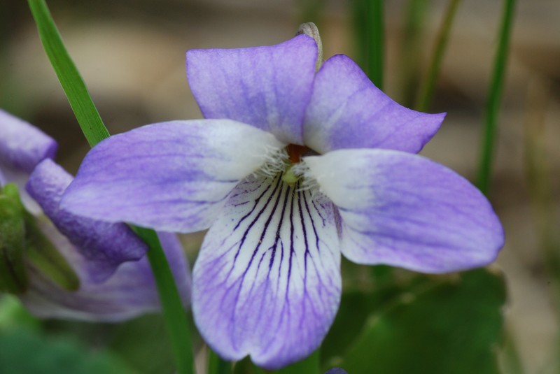 Sand Violet photo 3