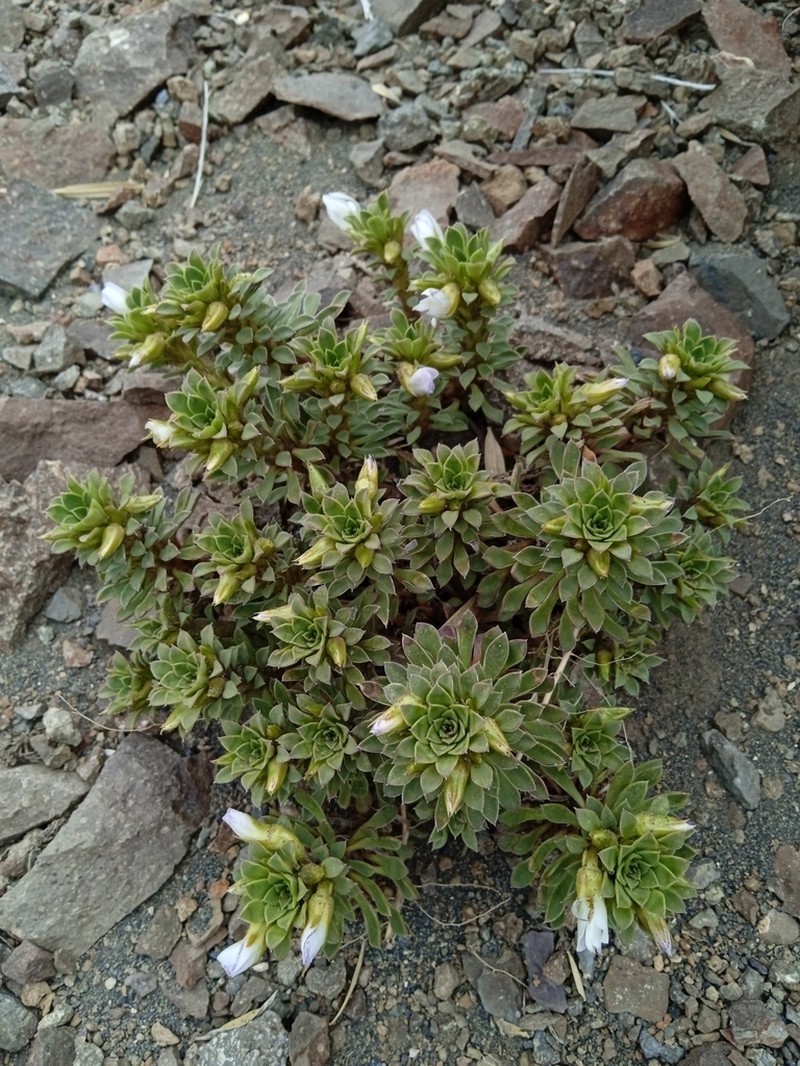 Viola aizoon