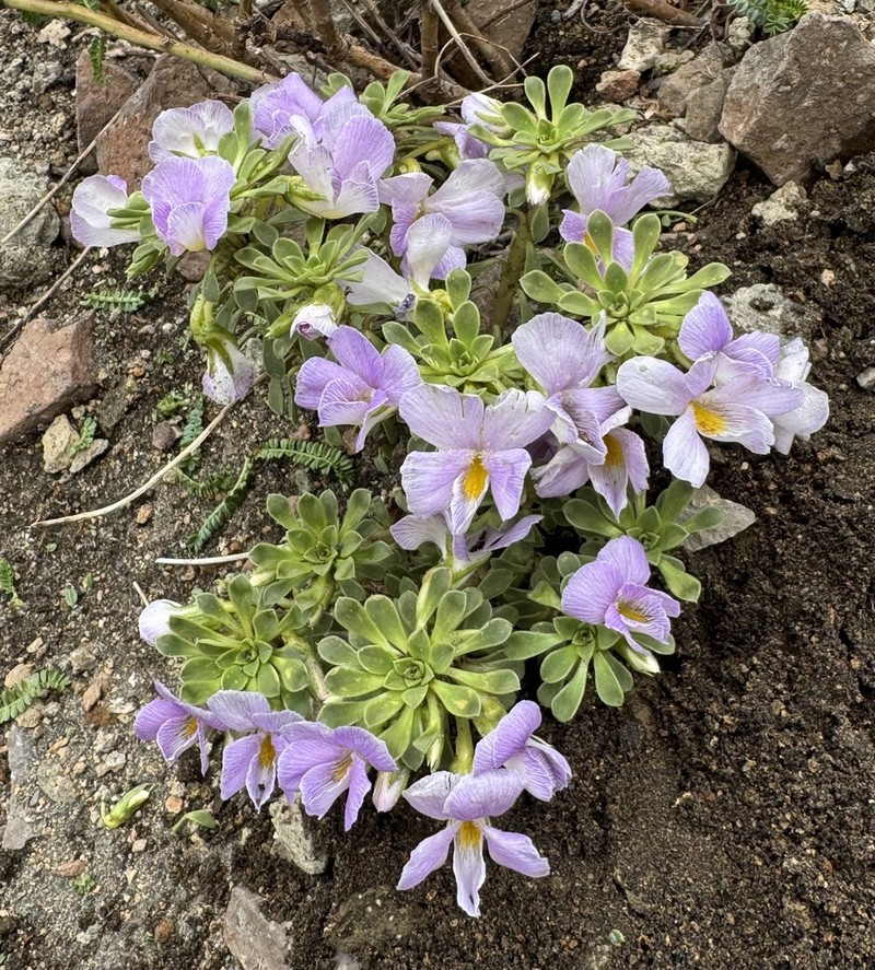 Viola aizoon photo 2
