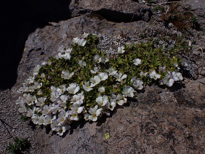 Viola aizoon photo 3