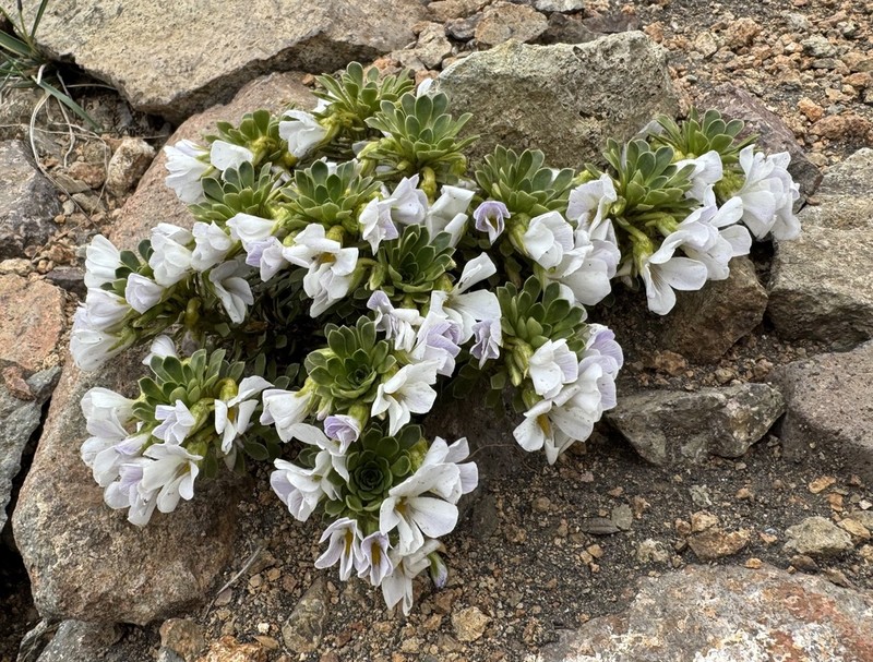 Viola aizoon photo 4