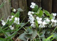 Viola alba
