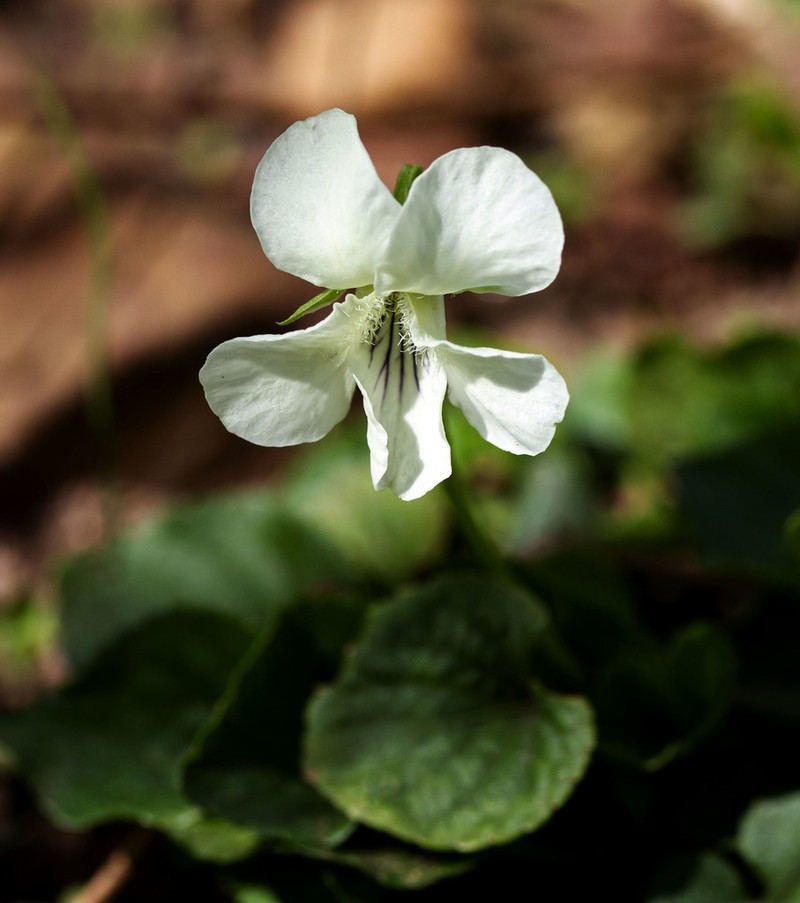 Viola alba photo 2