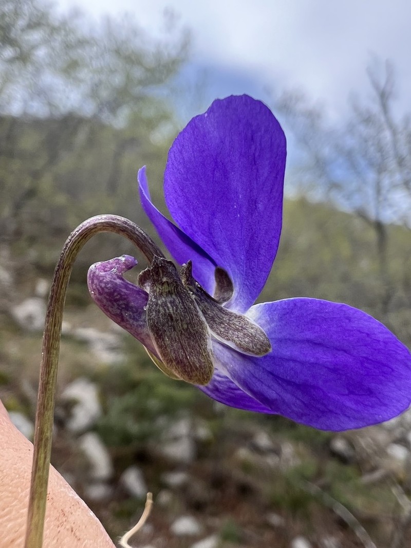 Viola alba photo 3