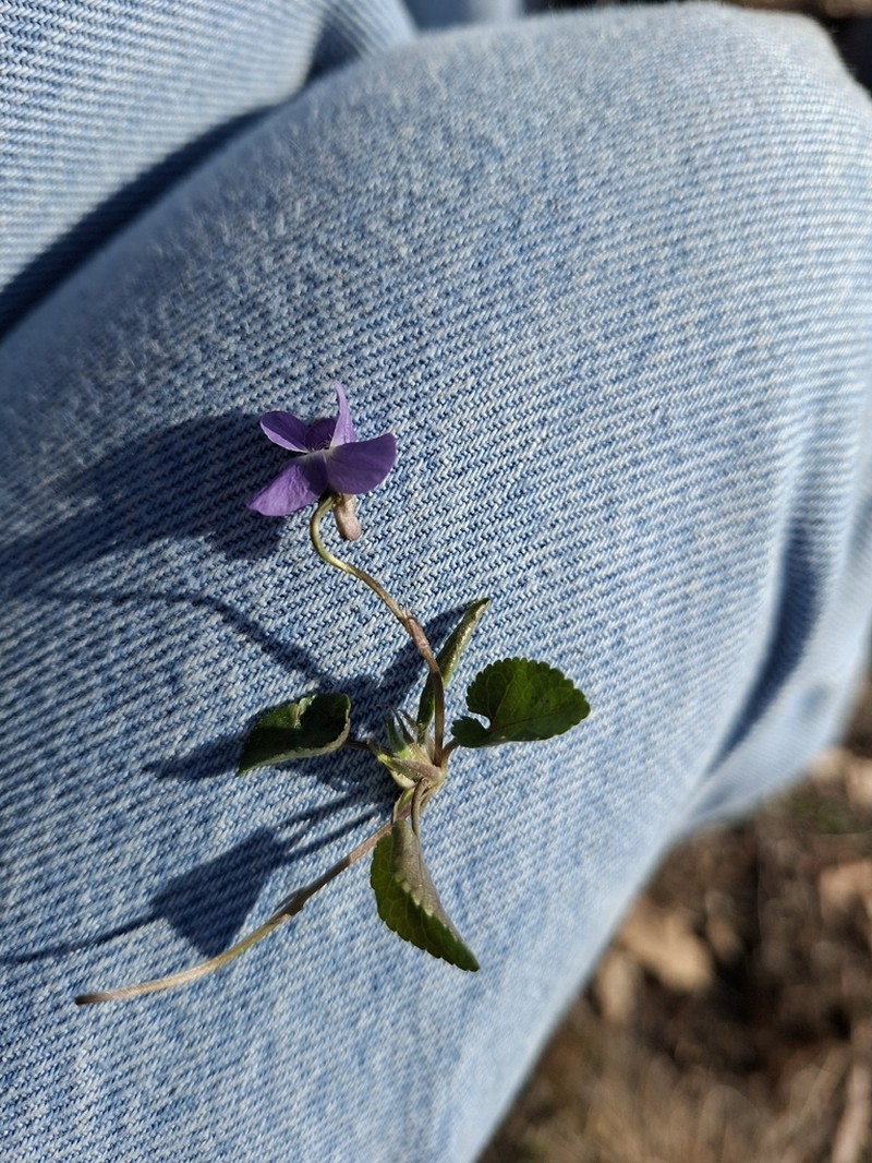 Viola alba photo 4
