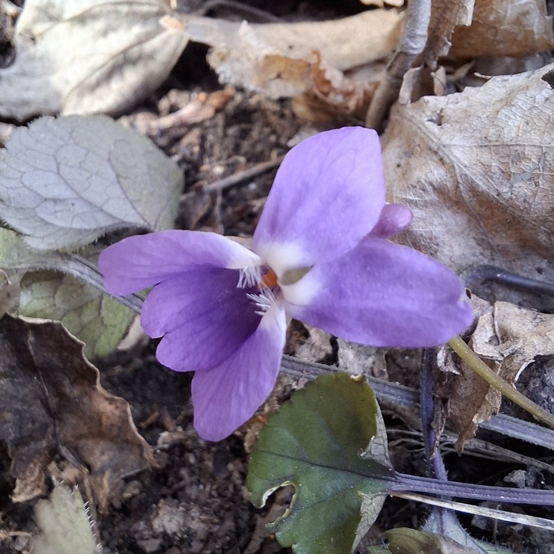 Viola alba photo 5