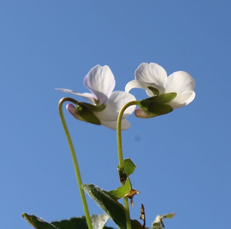 Viola alba photo 6