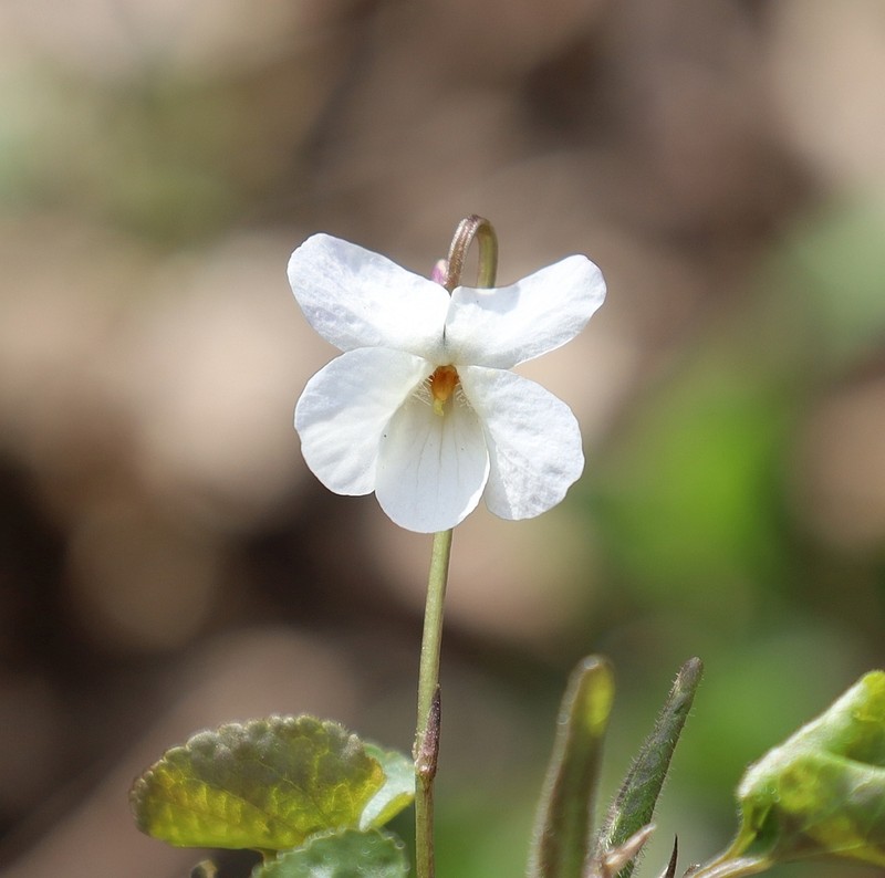 Viola alba photo 7