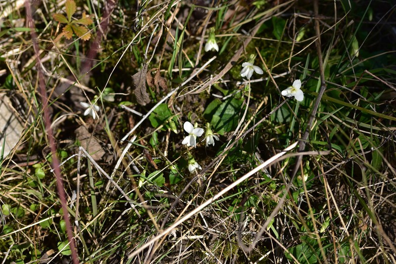 Viola alba subsp. alba