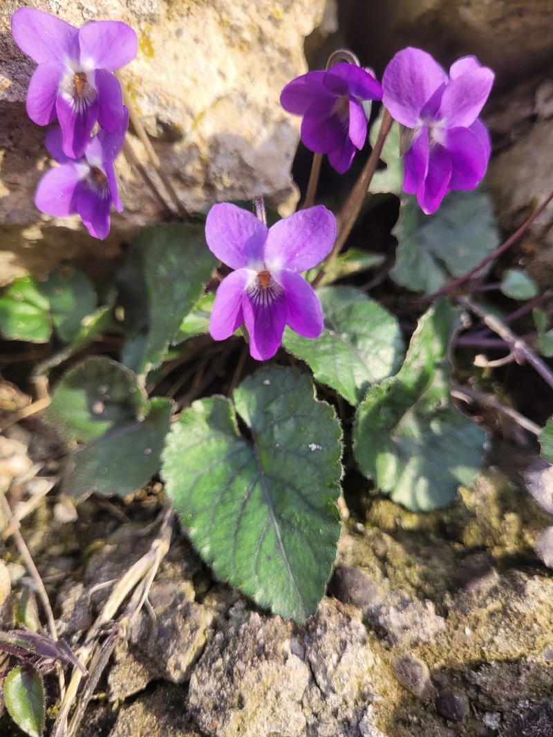 Viola alba subsp. alba photo 2