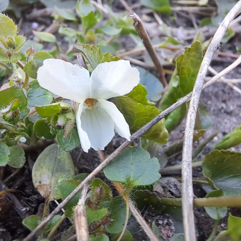 Viola alba subsp. alba photo 3