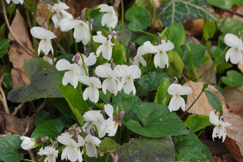 Viola alba subsp. alba photo 4