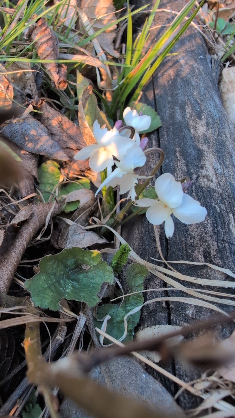 Viola alba subsp. alba photo 5