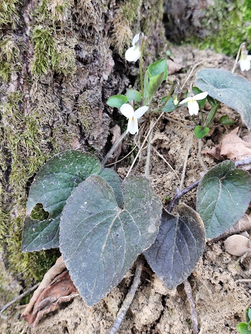 Viola alba subsp. alba photo 6