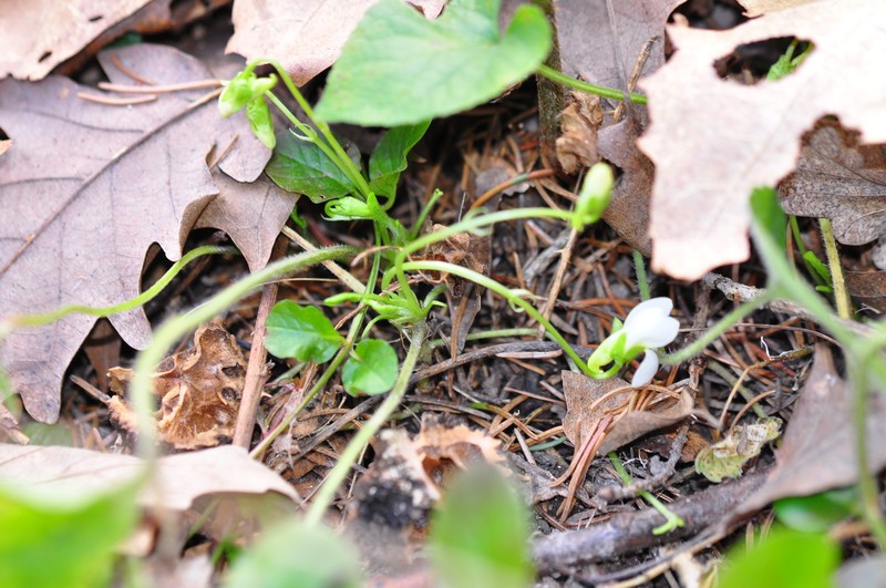 Viola alba subsp. alba photo 7