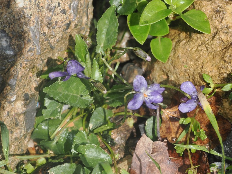 Viola alba subsp. cretica
