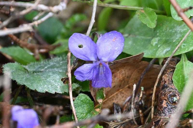 Viola alba subsp. cretica photo 2