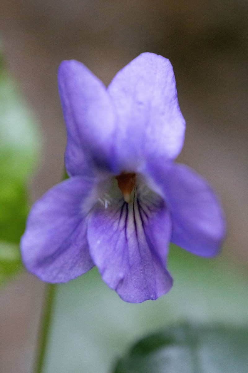 Viola alba subsp. cretica photo 3