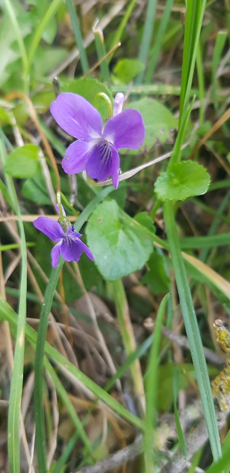 Viola alba subsp. cretica photo 4