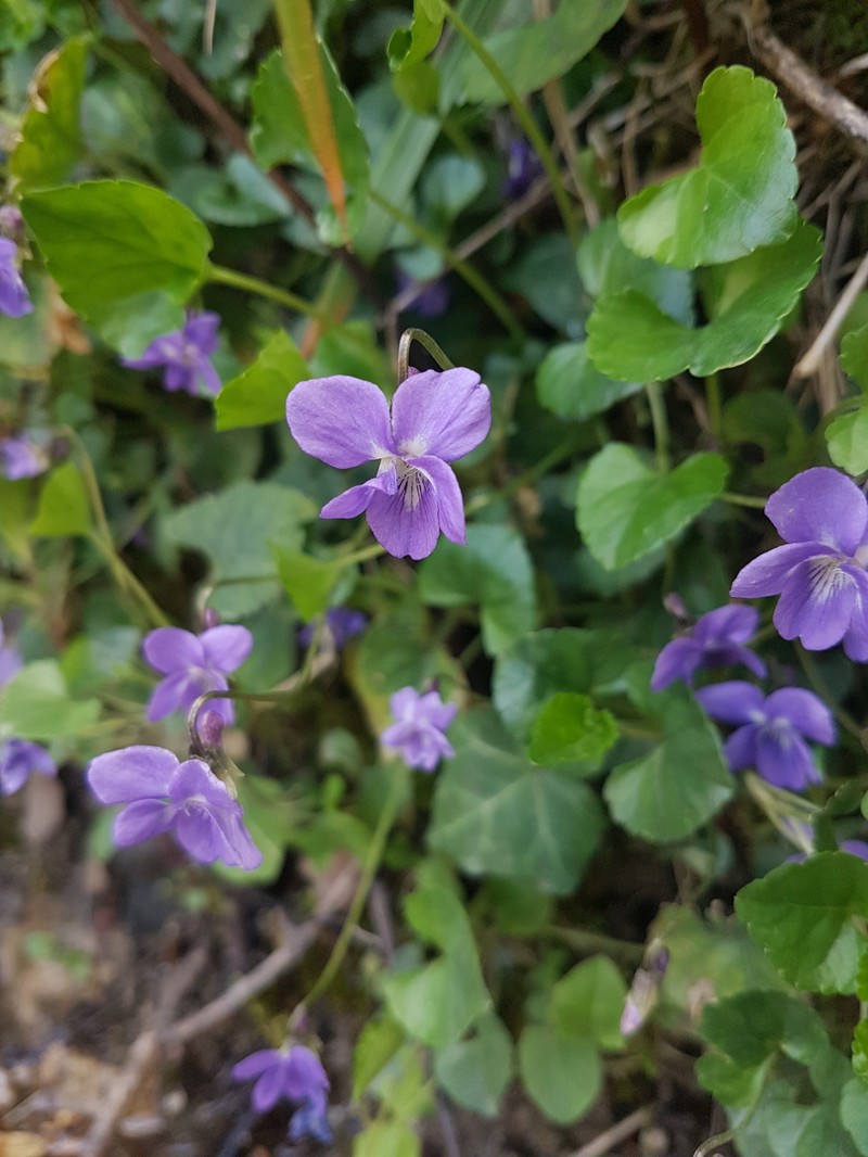Viola alba subsp. cretica photo 5
