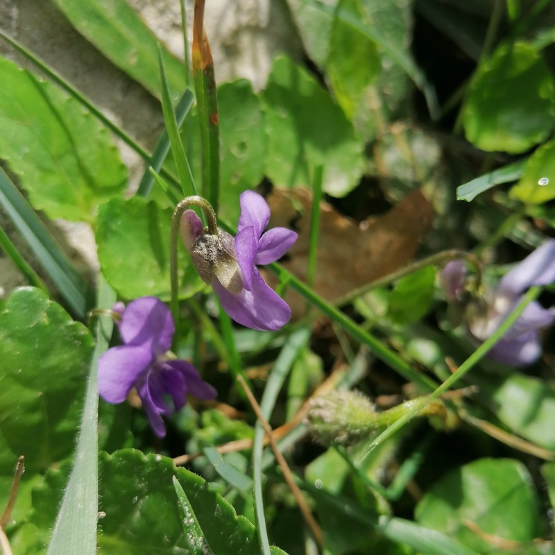 Viola alba subsp. cretica photo 6