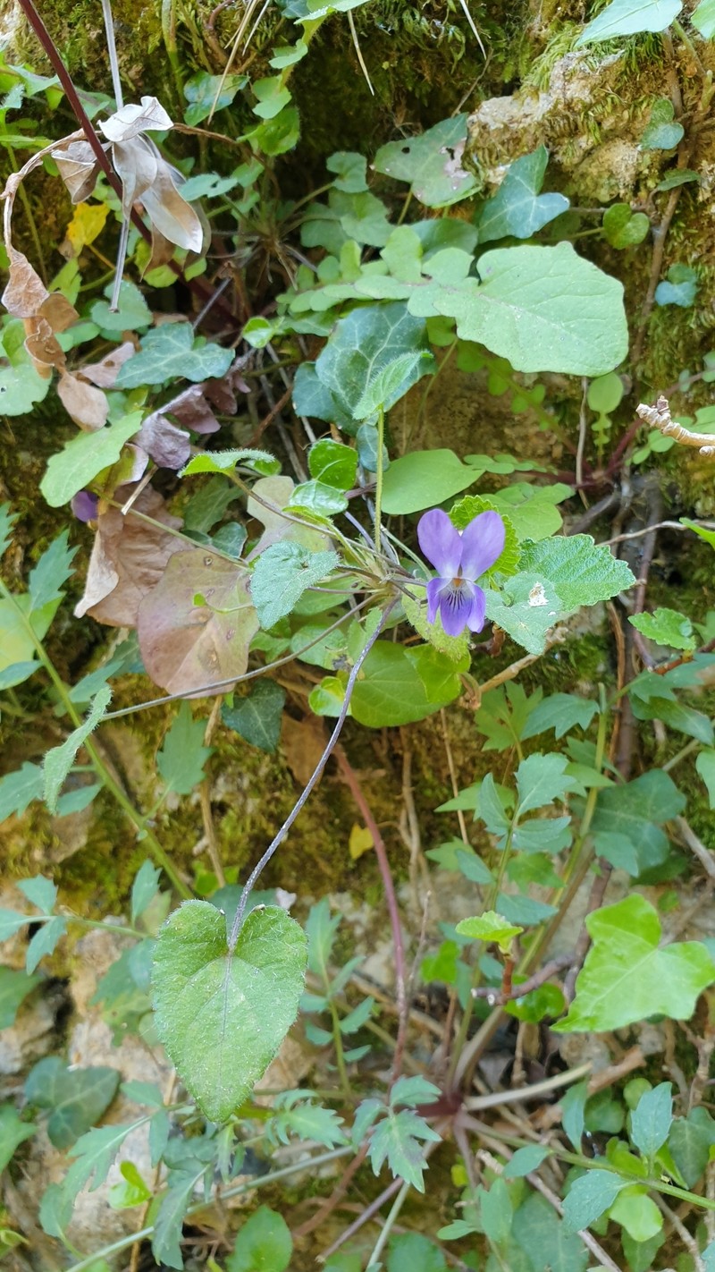 Viola alba subsp. cretica photo 7
