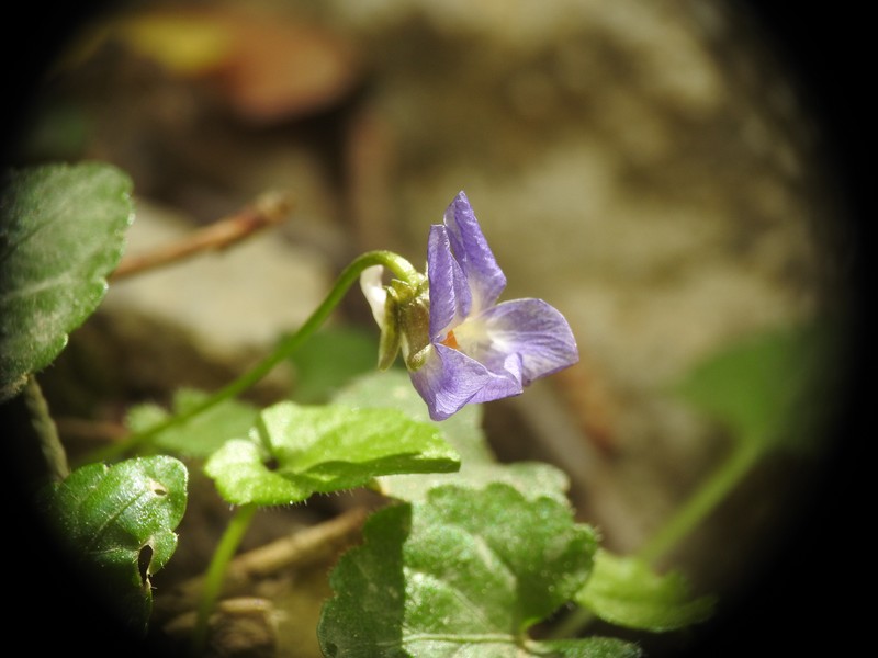 Viola alba subsp. cretica photo 8
