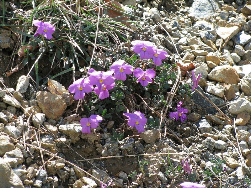 Viola albanica