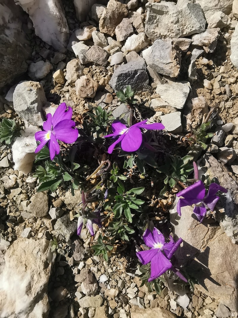 Viola albanica photo 2