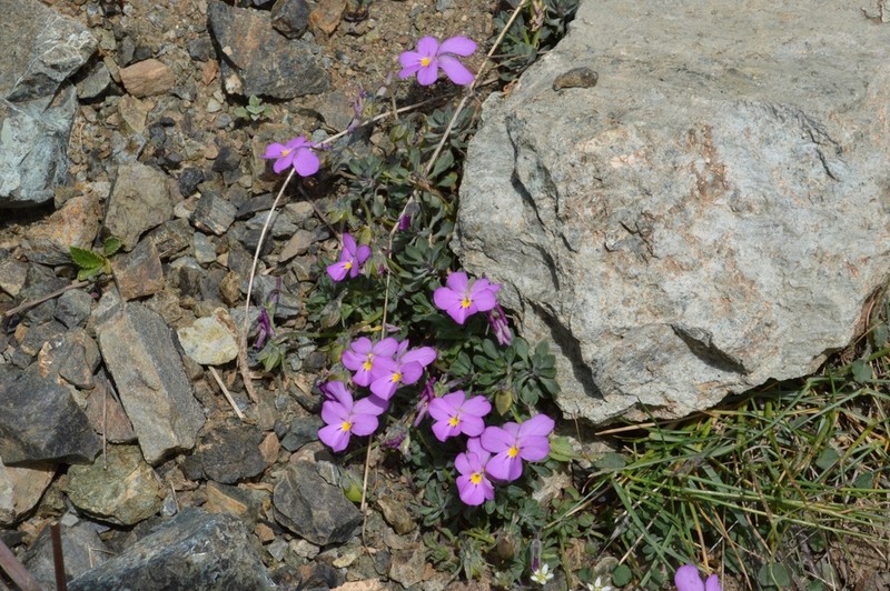 Viola albanica photo 3