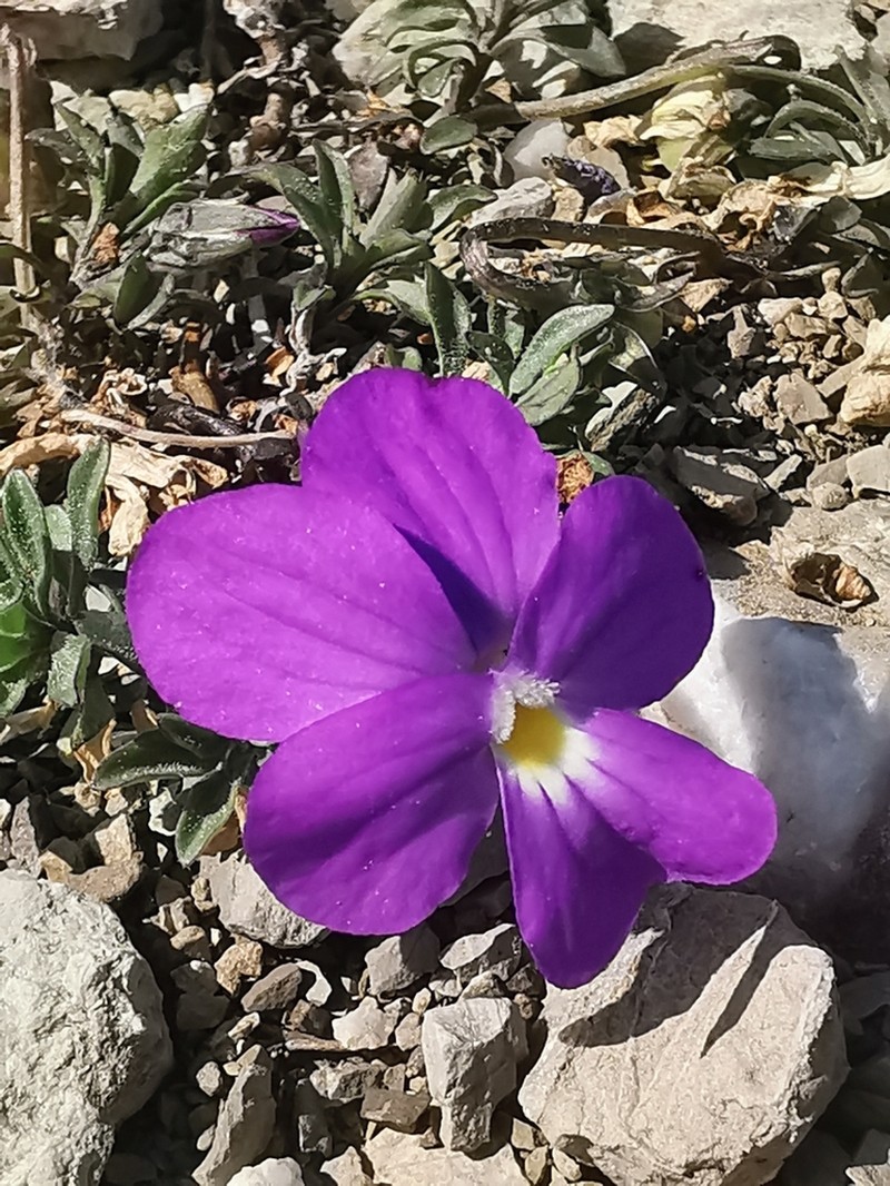 Viola albanica photo 4
