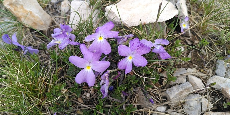 Viola albanica photo 5