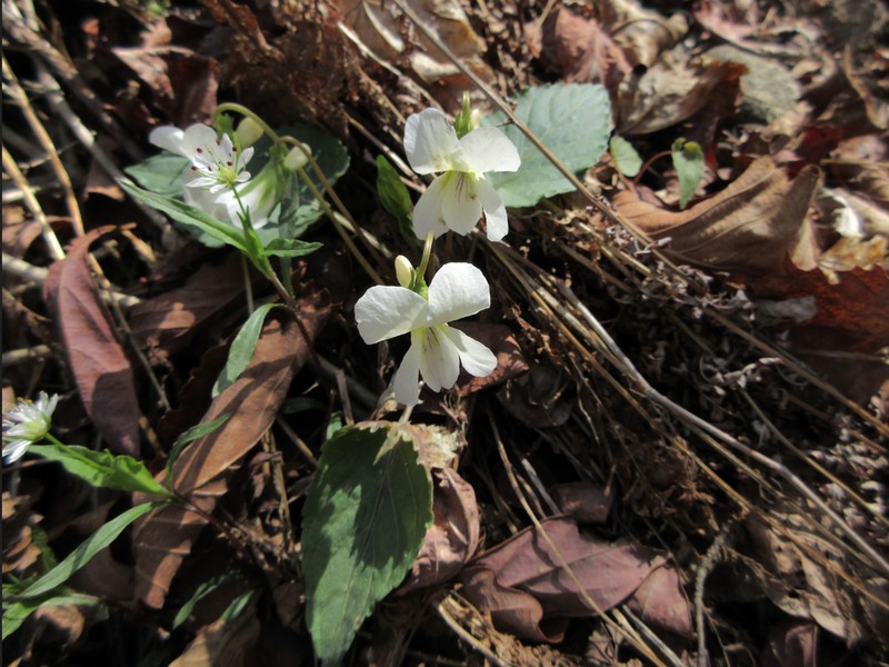 Viola albida