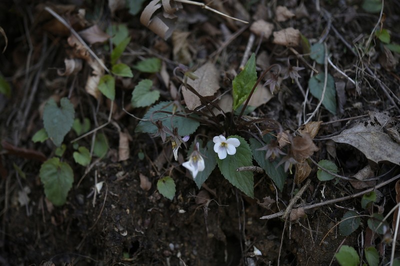 Viola albida photo 2
