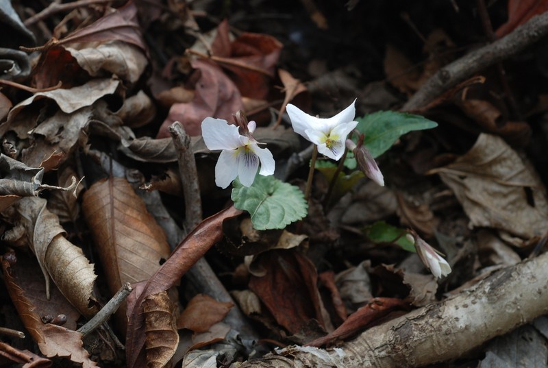 Viola albida photo 3