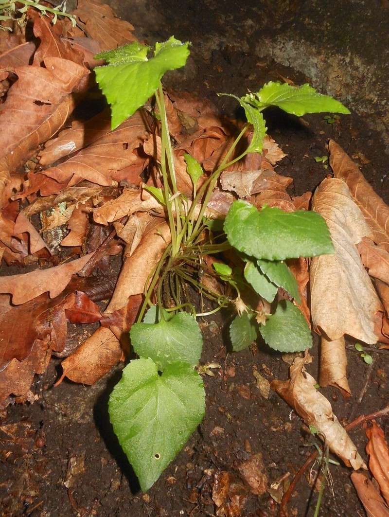 Viola albida photo 4