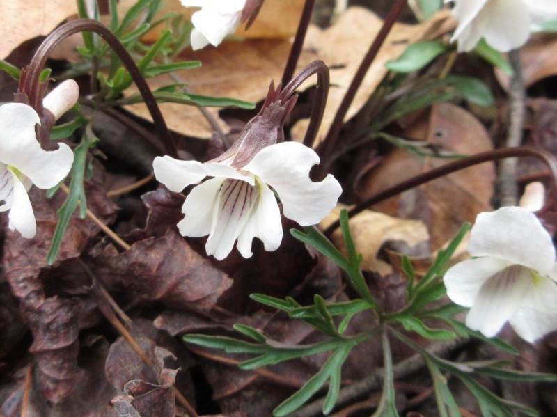 Viola albida photo 5