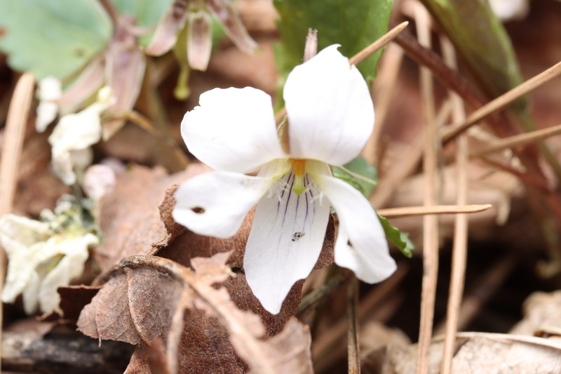 Viola albida photo 6