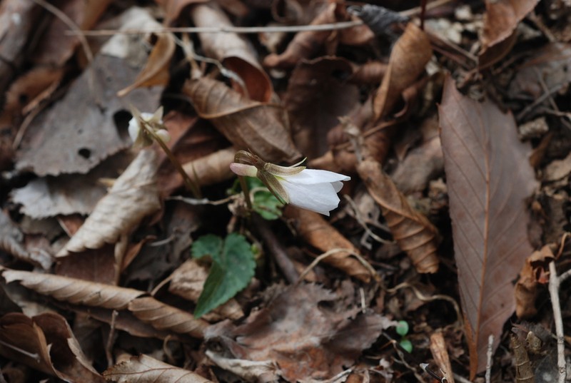 Viola albida photo 7