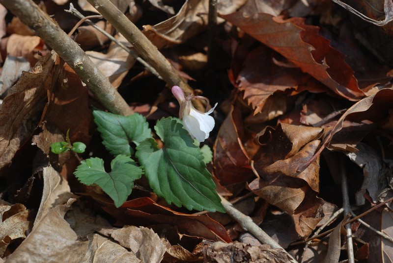 Viola albida photo 8