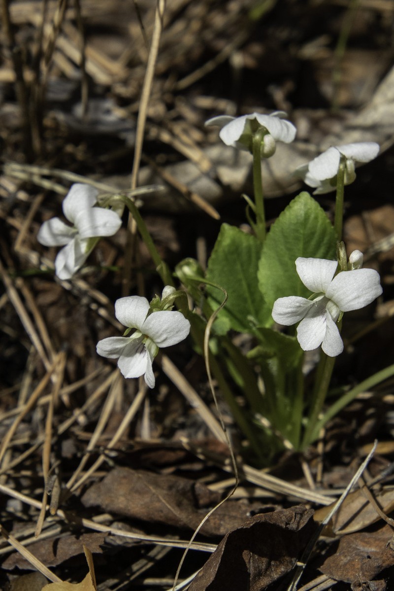 Viola alexandrowiana