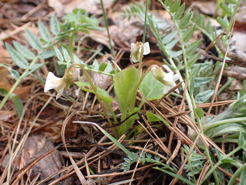 Viola alexandrowiana photo 2