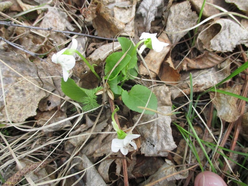 Viola alexandrowiana photo 3