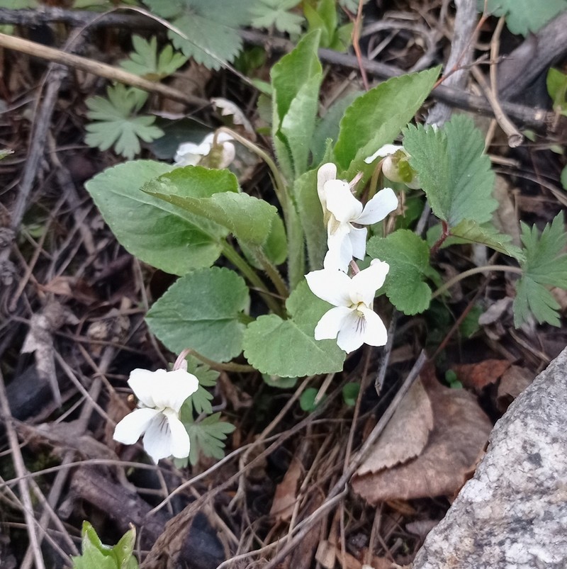 Viola alexandrowiana photo 4