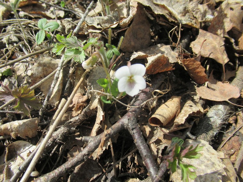 Viola alexandrowiana photo 5