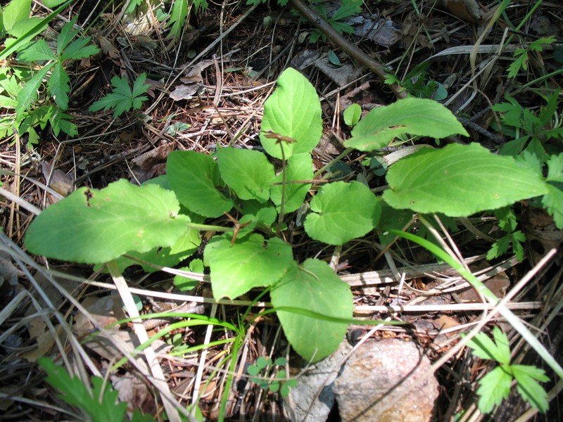 Viola alexandrowiana photo 6