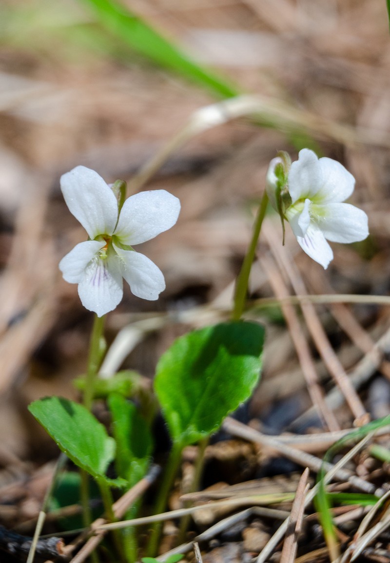Viola alexandrowiana photo 7